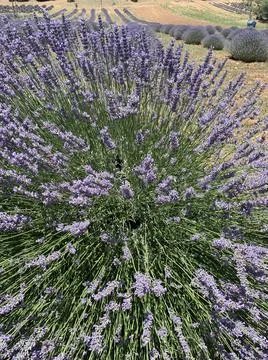 Lavender 写真素材