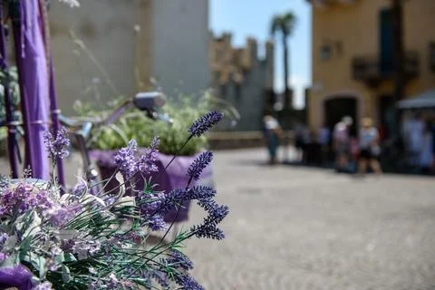 Lavender Stock Photos