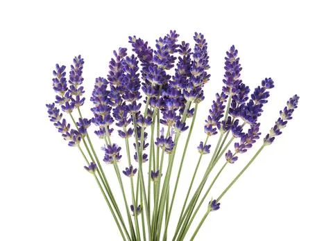 Lavender Stock Photos