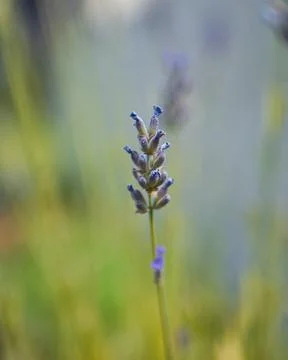 Lavender Foto stock
