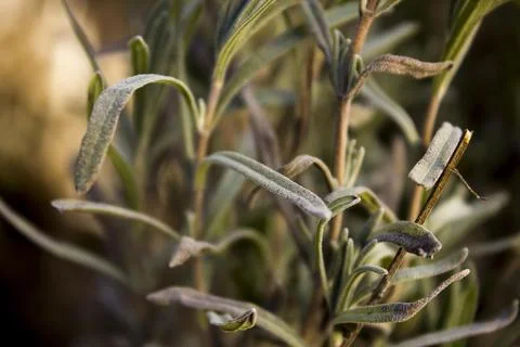 Lavender Stock Photos