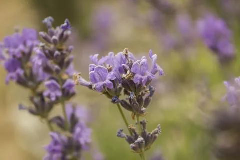 	lavender  Stock Photos