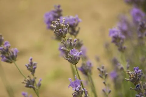 	lavender Stock Photos