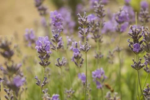 	lavender  Stock Photos