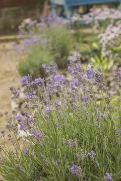 	lavender  Stock Photos
