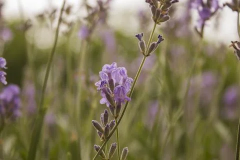 	lavender  Stock Photos
