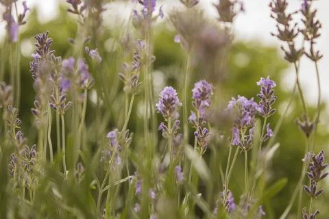 	lavender  Stock Photos