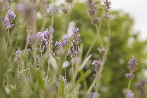 	lavender Stock Photos