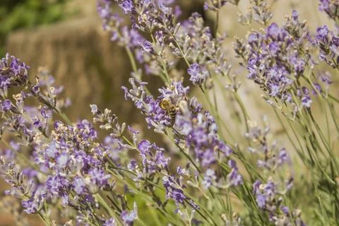 	lavender  Foto stock
