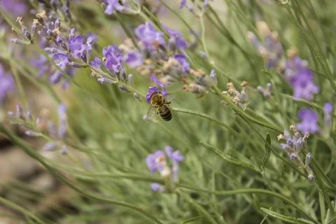 	lavender  Stock Photos