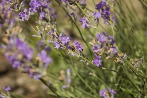 	lavender Stock Photos