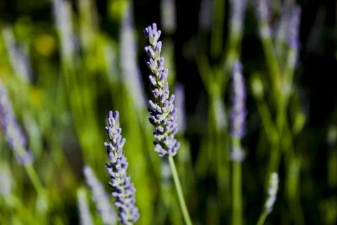 	lavender Stock Photos