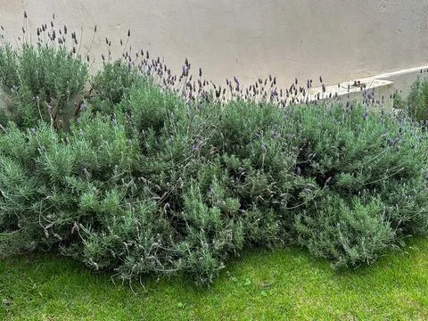 Lavender Stock Photos