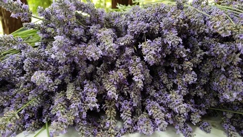 Lavender pile with bumble bees, front shot Stock Footage 93573025