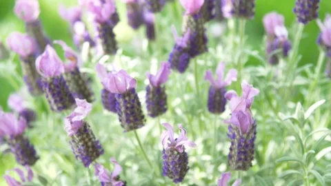 Lavender plant close up 스톡 동영상 88900734