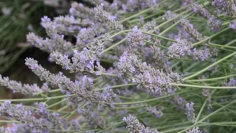 Lavender plant with flying bee Video stock 112956760