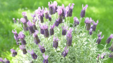 Lavender Plant 스톡 동영상 88900664