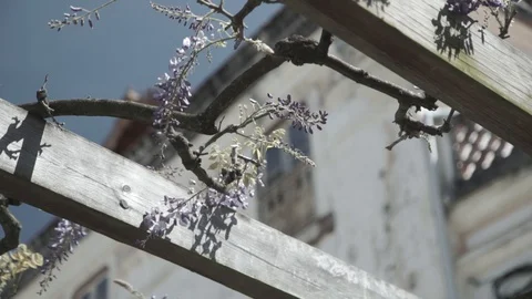 Lavender plant Vídeos de archivo 94118414