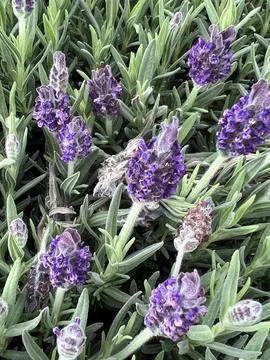 Lavender Plant Stock Photos
