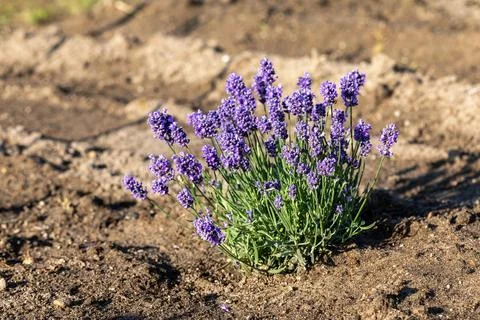 Lavender plant Stock Photos