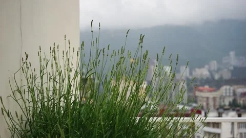 Lavender plant in the rain Stock Footage 131271124