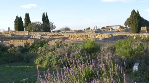 Lavender plant scene in spain Stock Footage 74177342
