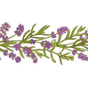 Lavender plant vector pattern Stock Illustration