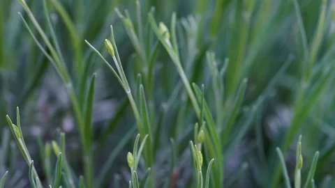 Lavender plant in a wind Stock Footage 129777864
