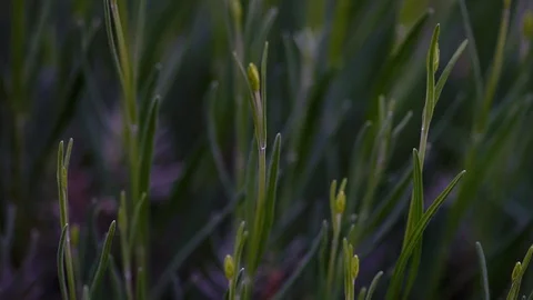 Lavender plant in a wind Stock Footage 129777879