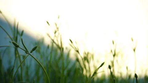Lavender plant in a wind Stock Footage 130066523
