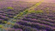 Lavender Plantations At Sunset, Aerial Video Stock Footage