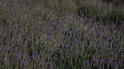 Lavender planting with bees Stock Footage 121134700