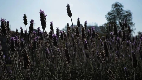 Lavender planting close up Stock Footage 121134784