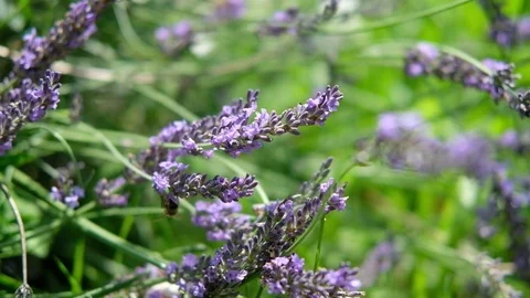 Lavender plants being pollinated by bees Stock Footage 77951651