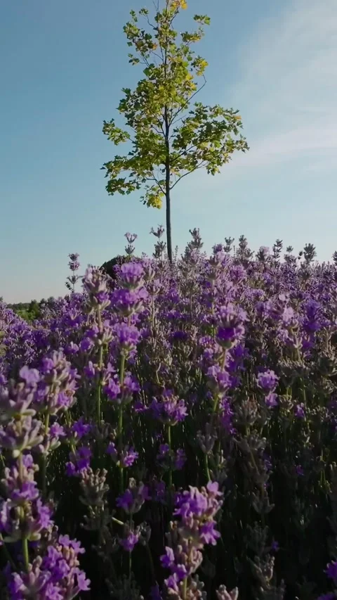 The lavender plants in bloom, up close, in summer. Vertical Video Stock Footage 286805100