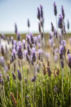 Lavender plants in bloom. Stock Photos