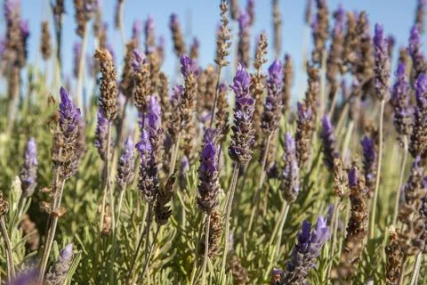 Lavender plants in bloom. Stock Photos