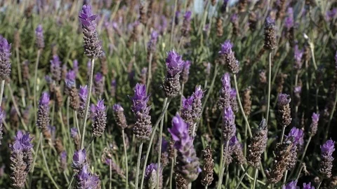 Lavender plants close up Stock Footage 121134724