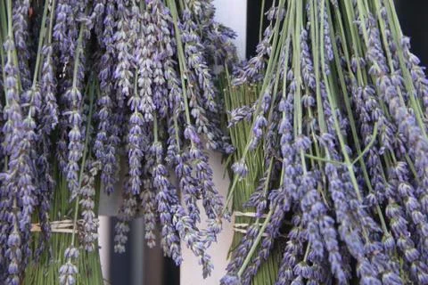 Lavender plants drying on a rack Stock Photos