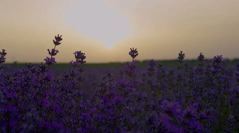 Lavender plants in a field at sunset time lapse, HDR RAW shots Stock-Footage 64733277