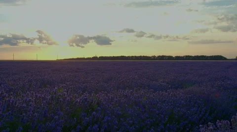 Lavender plants filed  time lapse at sunset, HDR RAW shot, 5 exposures Stock Footage 51773853