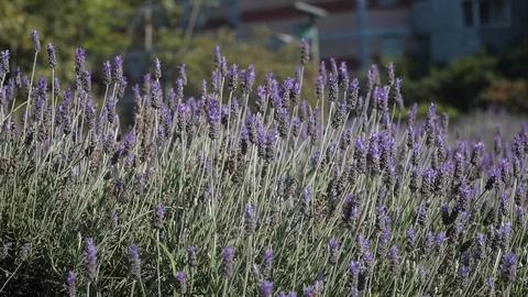 Lavender plants Stock Footage 121134759