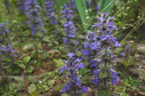 Lavender Plants 스톡 사진
