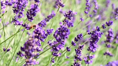 Lavender plants swaying with bees pollinating in sunny field Stock Footage 331226379
