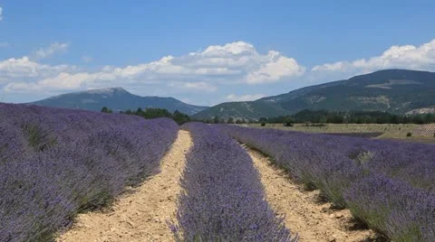 Lavender in Provence Stock Footage 11519760
