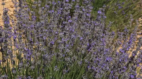 Lavender in Provence Stock Footage 11519770