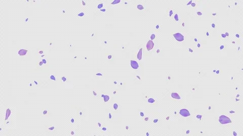 Lavender Rose Petals Falling with Alpha Channel Transparent Overlay Stock Footage 332425044