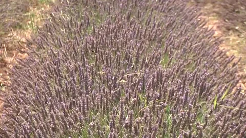 Lavender row Stock Footage 300866868