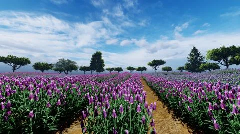 Lavender rows field with trees in the background, 3d illustration Stock Illustration
