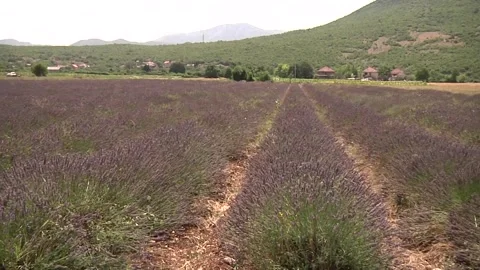Lavender rows Stock Footage 300867039